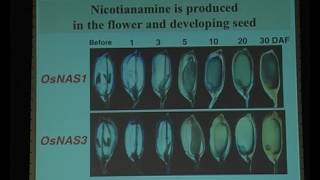 Iron biofortification in rice by the introduction of multiple genes involved in iron nutrition [upl. by Quintin639]