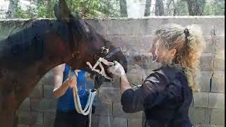 Odontología equina en el Santuario por Carla Manso [upl. by Dahraf]