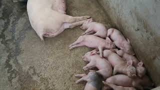 Piggery farm another blessing [upl. by Enitsirc]