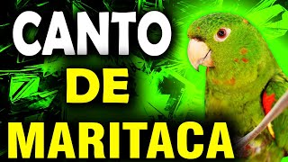 🦜 TOP 1 CANTO DE MARITACAS CANTANDO O CANTO DA MARITACA CANTANDO NA NATUREZA VEJA ESSE VIDEO [upl. by Docila]