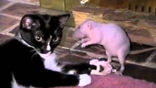 Cat and Rat Wrestle and Cuddle PetTube [upl. by Kennard]