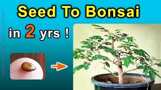 How To Grow Bonsai Trees From Seed  Subtitles Available [upl. by Hach672]