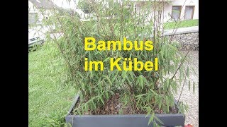 Bambus im Kübel [upl. by Elagibba]