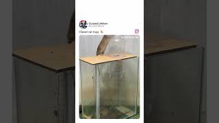 Clever Rat Trap Technique rats animals diy viralvideo viralshorts china [upl. by Thurston]