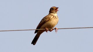 Indian bush lark flying [upl. by Rodriguez]