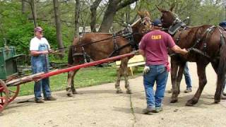 Runaway Mule Cart [upl. by Enorahs]