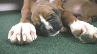 Boxers Cute But Clumsy Puppies in HD [upl. by Peterus667]