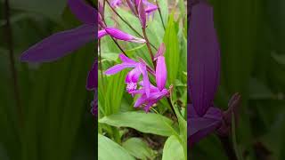 もっとも身近な日本の蘭 シラン 紫蘭（Bletilla striata）The most familiar Japanese orchid [upl. by Aicatsal]