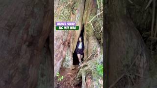 Meares Island  Big Tree Trail shorts biggest tree island trail hiking youtubeshorts ytshort [upl. by Anerrol]