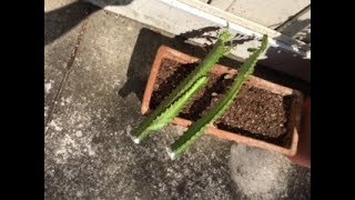 Taking Cuttings from Euphorbia Trigona [upl. by Dickie]