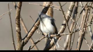 Tufted Titmouse Singing [upl. by Christmas216]