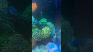 Healthy Frogspawn And Hammer Corals reeftank [upl. by Armmat]