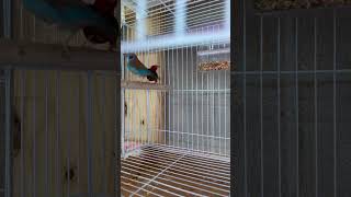 New red billed fire finch and red cheeked cordon blue males finches bird aviarybirds animal [upl. by Atteynad]