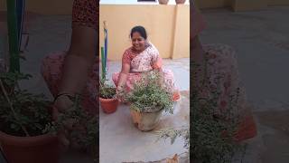 davanam plant health and medicinal benifits of davanam marjoram plant shorts youtube shorts [upl. by Chanda]