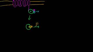 Gs GPCR Adenylate Cyclase [upl. by Hsakaa]