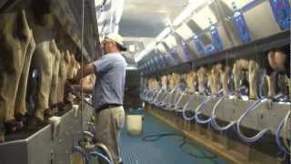 How 100 Canadian milk gets from farm to table [upl. by Arikal]