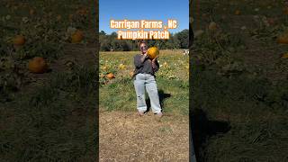 I Picked The Best Pumpkin 🎃At Carrigan Farms 😇 shortsfeed ytshorts pumpkinpatch carriganfarms [upl. by Nunciata888]