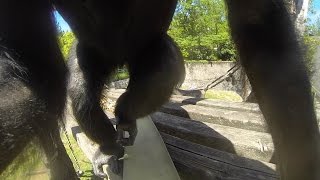 Chimp turns videographer with GoPro enrichment [upl. by Zitah]