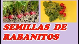 Como Obtener Semillas de los Rabanitos  Todo Huerta y Jardín [upl. by Goldman]