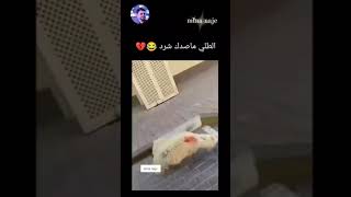 الخروف ما مصدق شرد🤣🤣😂😂😂 [upl. by Lleryd]