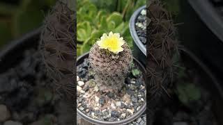 copiapoa Humilis [upl. by Lotson784]