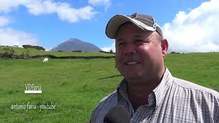 A Vida de um Pastor Vacas de Ordenha 2019 Ilha do Pico AÃ§ores [upl. by Survance794]