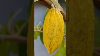 First cocoa fruit🥰 fruit harvest mygarden gardening shorts ytshorts beautifulnature 🤩 [upl. by Atteselrahc]