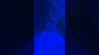 THIS IS MY MARINE TANKPART 7 LIKE AND SUBSCRIBE aquascape samsungs24ultra [upl. by Eiro609]