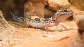 Leopard Gecko hunting [upl. by Farl]