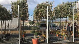 Pleached Quercus ilex [upl. by Eidnahs533]