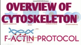 Overview of Cytoskeleton II Factin protocol [upl. by Portwin482]