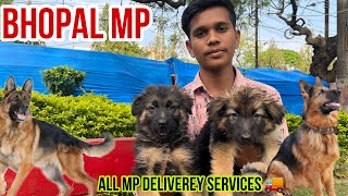 QUALITY GERMAN SHEPHERD AT BHOPAL DOG MARKET 2024  DELIVERY 🚚 AVAILABLE RAJENDRA DOG KENNEL BHOPAL [upl. by Adaval]