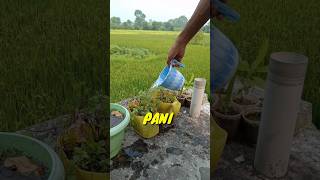 Paudhon Ko Pani dene ke liye 172 minivlog youtubeshorts shorts shortvideo pani [upl. by Anirda]