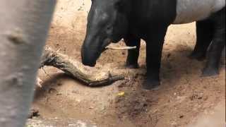 On Location The Malayan Tapir [upl. by Hsitirb]