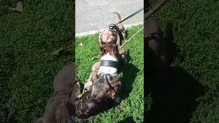 Dog bonding smokestormbullys tribully microbully americanbully [upl. by Duval515]