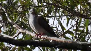 Barshouldered Dove Hervey Bay Qld [upl. by Priest]