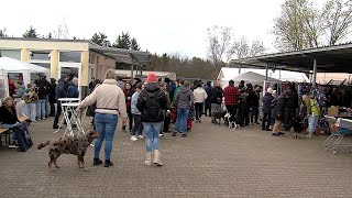 Von Osterdeko bis Tierspielzeug  Ostermarkt im Tierheim Reutlingen [upl. by Abijah144]