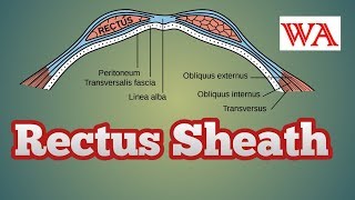 Rectus Sheath  Easy way in Detail World of Anatomy [upl. by Namzaj]