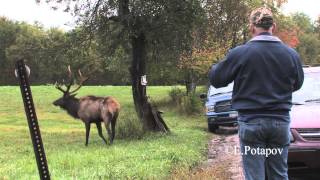 Elk in Elk County Rewilding Pennsylvania [upl. by Nylimaj]