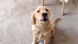 Golden Retriever Puppy Howls [upl. by Jestude888]