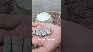 Super Easy Method To Graft Desert Rose  Adenium Plant adenium grafting desert rose shorts [upl. by Ronda359]