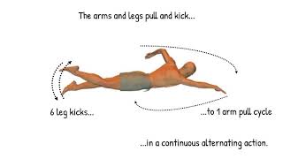 How to Swim Front Crawl  basic stroke technique for beginners [upl. by Saticilef]