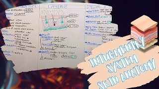 Intugmentry System Layers amp Special Structures of The Skin شرح بالعربى [upl. by Sollie72]