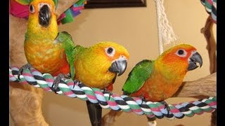 Jenday Conure Babies [upl. by Nitsua665]