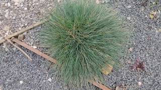 Dividing and moving a Festuca Glauca [upl. by Yedorb]