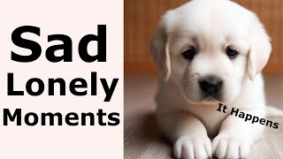 SAD DOG WHIMPERING Sound Effect HD [upl. by Bury]