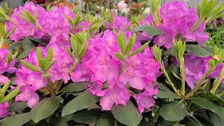 Rhododendron Roseum Elegans  STUNNING large flowers on this reliable NATIVE evergreen [upl. by Regor]