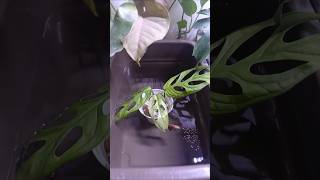 Mini pond with monstera adansonii aquaticplants bettafish monstera [upl. by Ytirev]