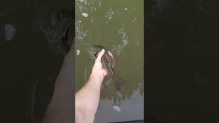 using a Mepps Aglia 0 bassfishinglife gofishing smallmouth fishing ultralightfishing goodlife [upl. by Hairabez]