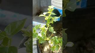 Paperomia গাছের পানি শোষণ প্রক্রিয়া পর্যবেক্ষণ gardenplants gardening agriculture peperomia [upl. by Adrianna]